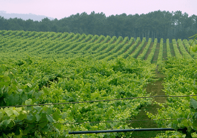 wineSpec