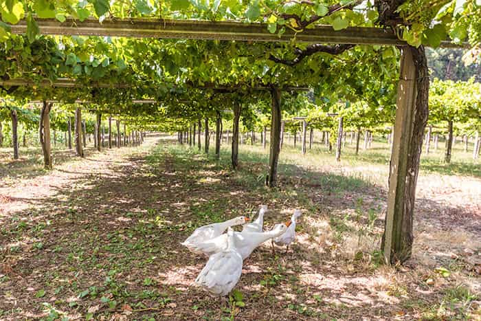 wineSpec