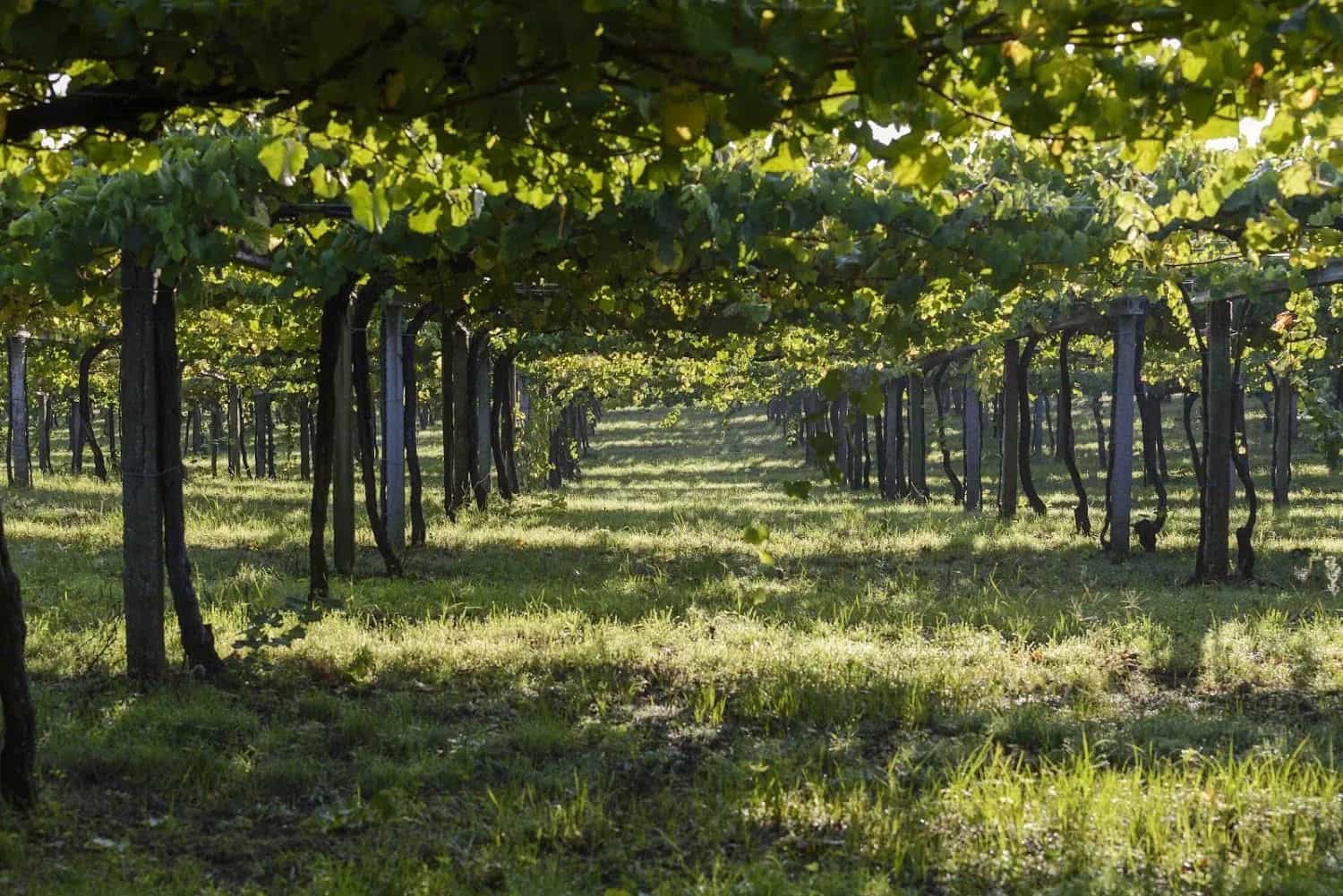 wineSpec