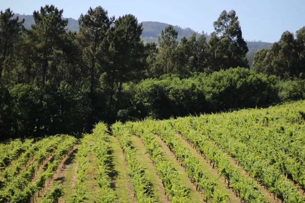 wineSpec