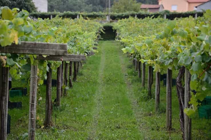 wineSpec