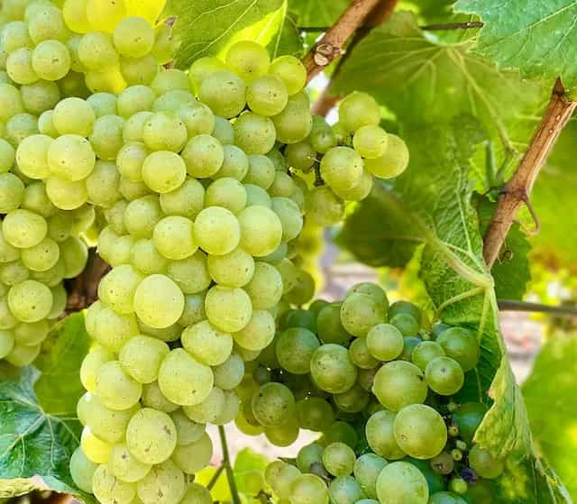 wineSpec