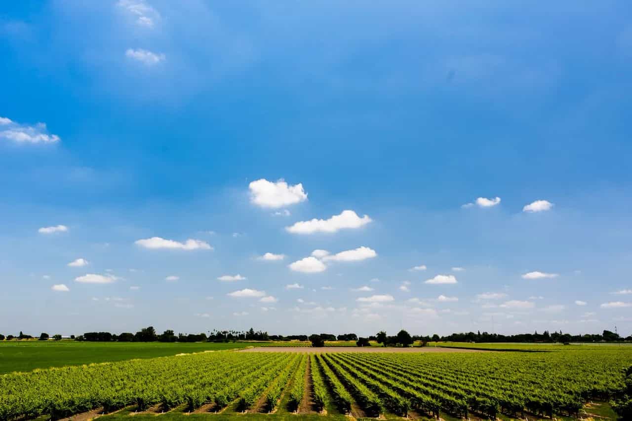 wineSpec