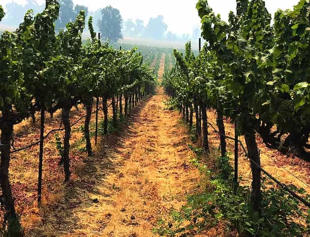 wineSpec