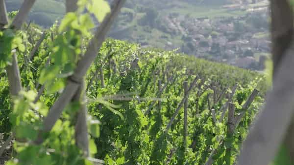 wineSpec
