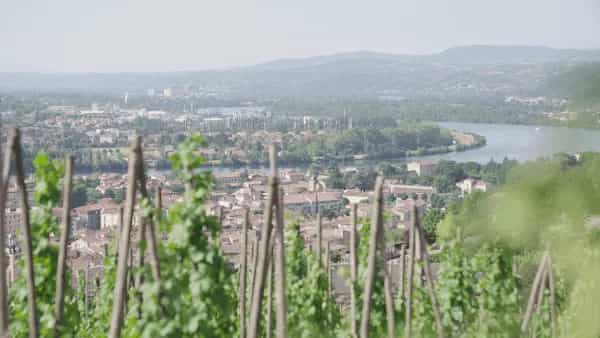 wineSpec
