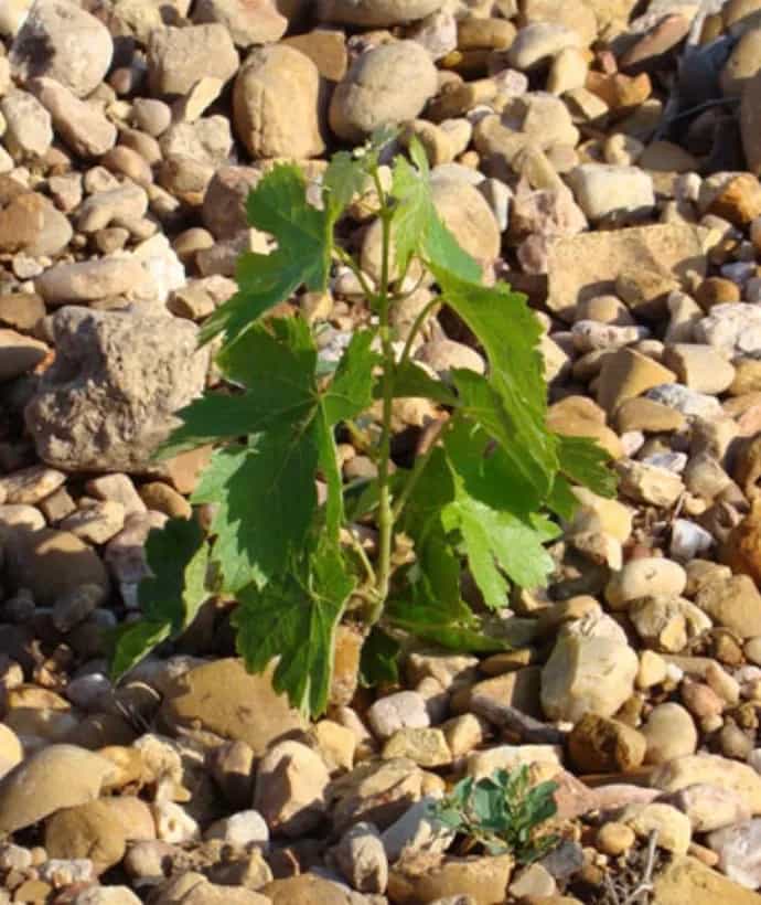 wineSpec