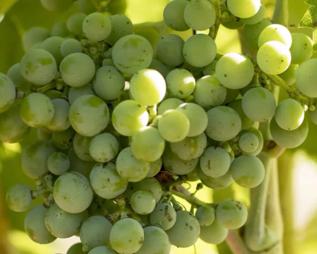 wineSpec