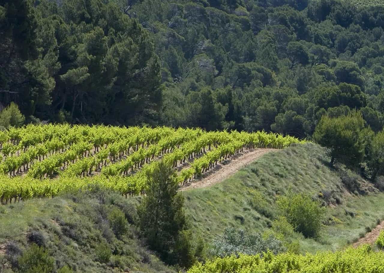 wineSpec