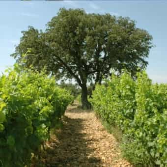 wineSpec