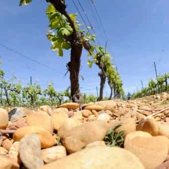 wineSpec