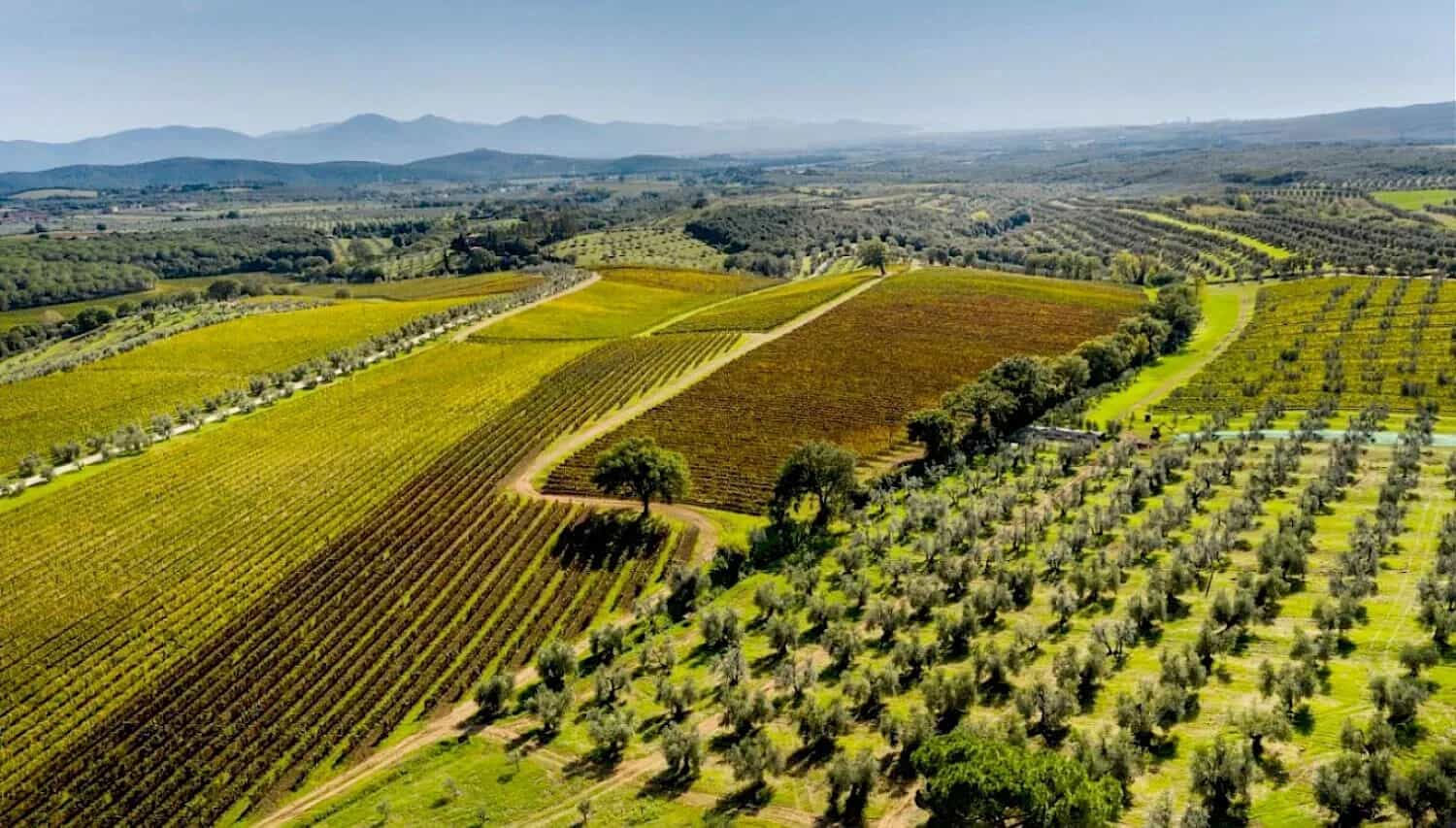 wineSpec