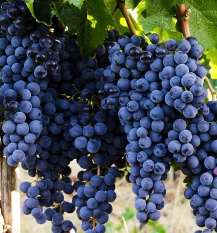 wineSpec