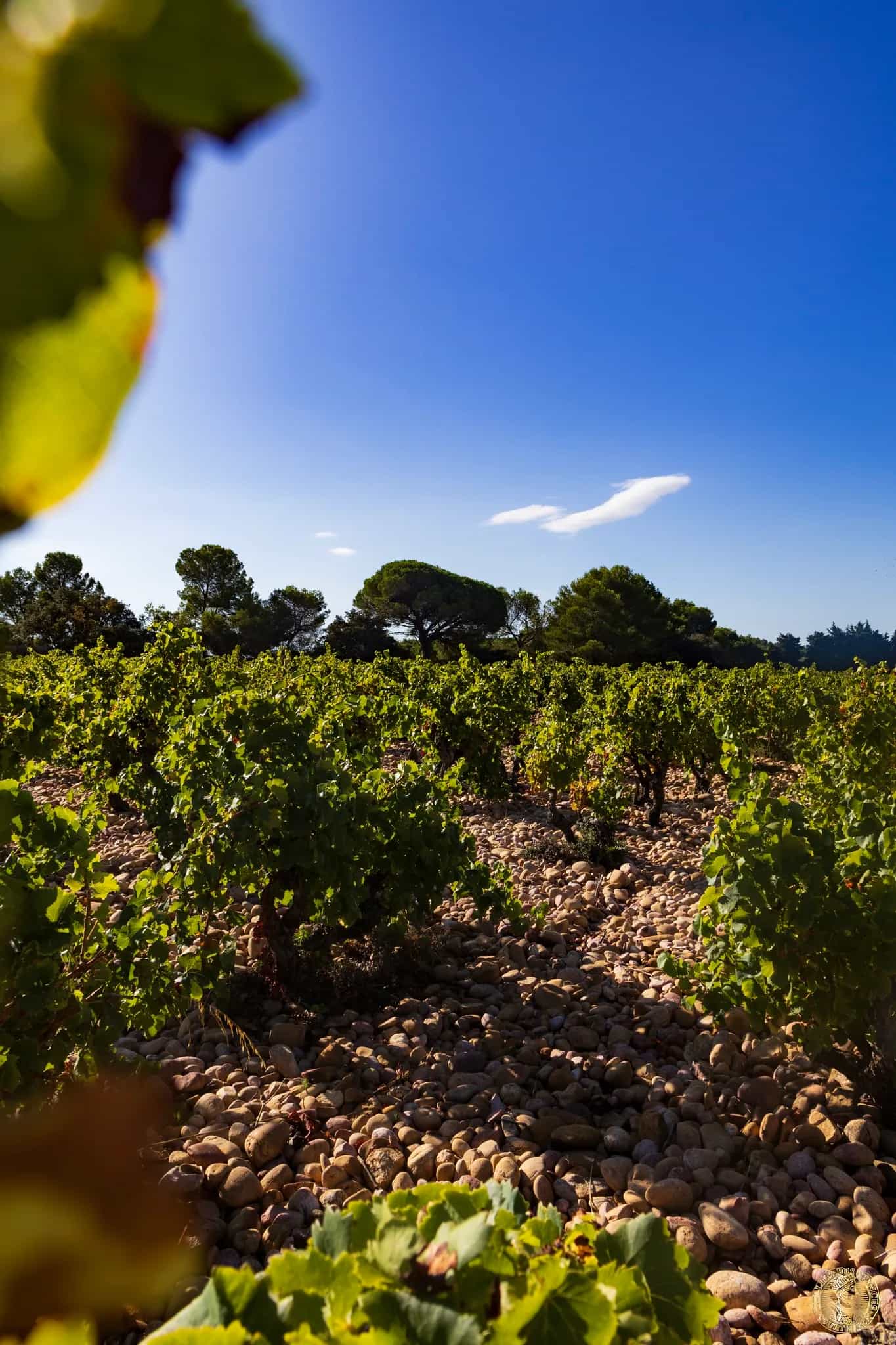 wineSpec