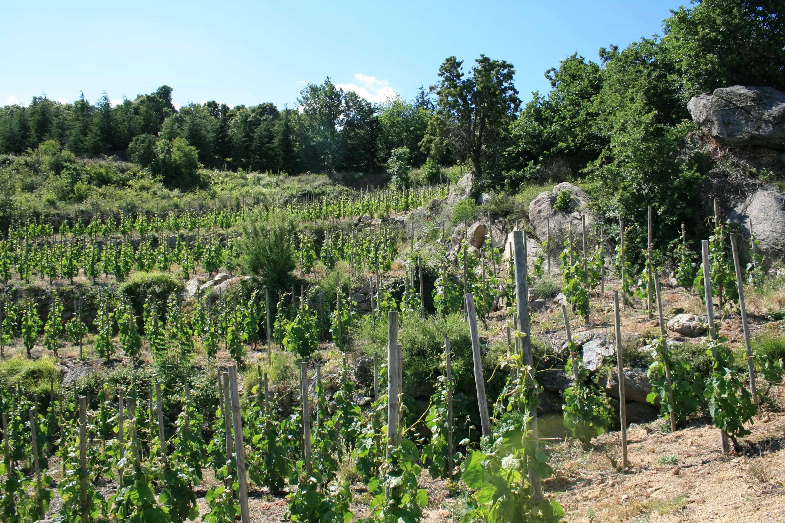 wineSpec