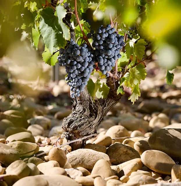 wineSpec