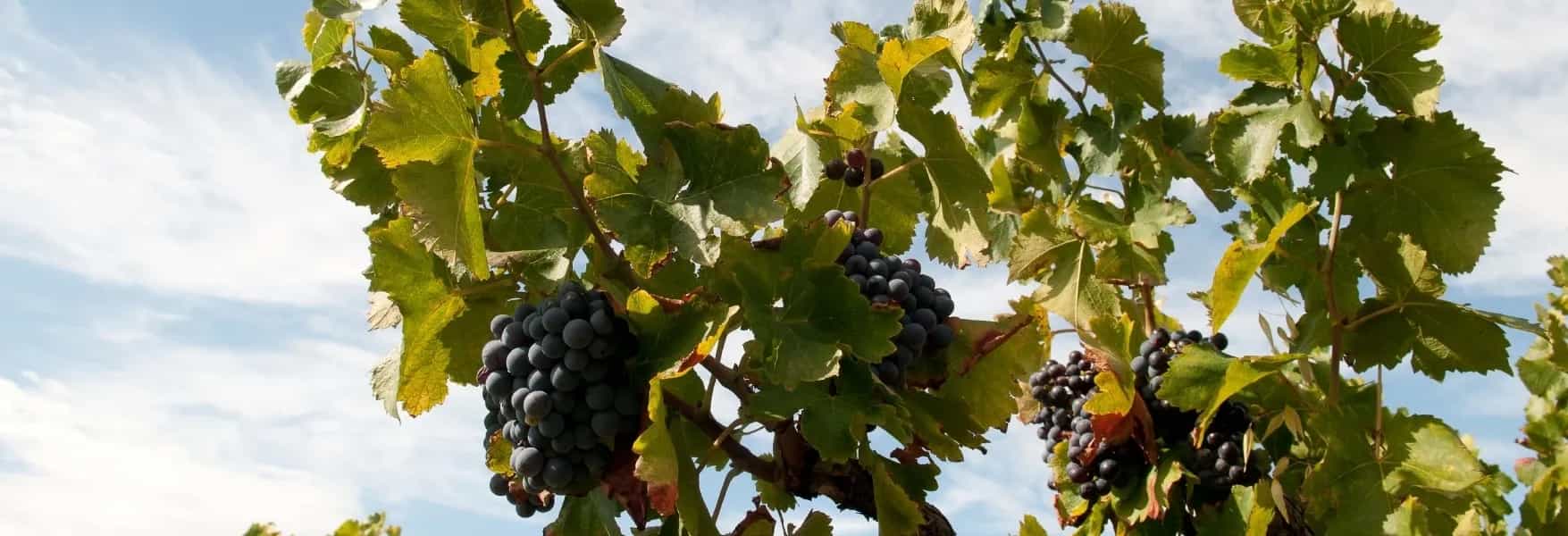 wineSpec
