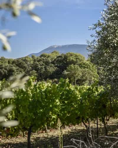 wineSpec