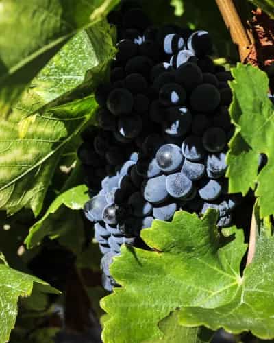 wineSpec