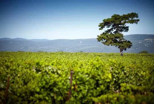 wineSpec