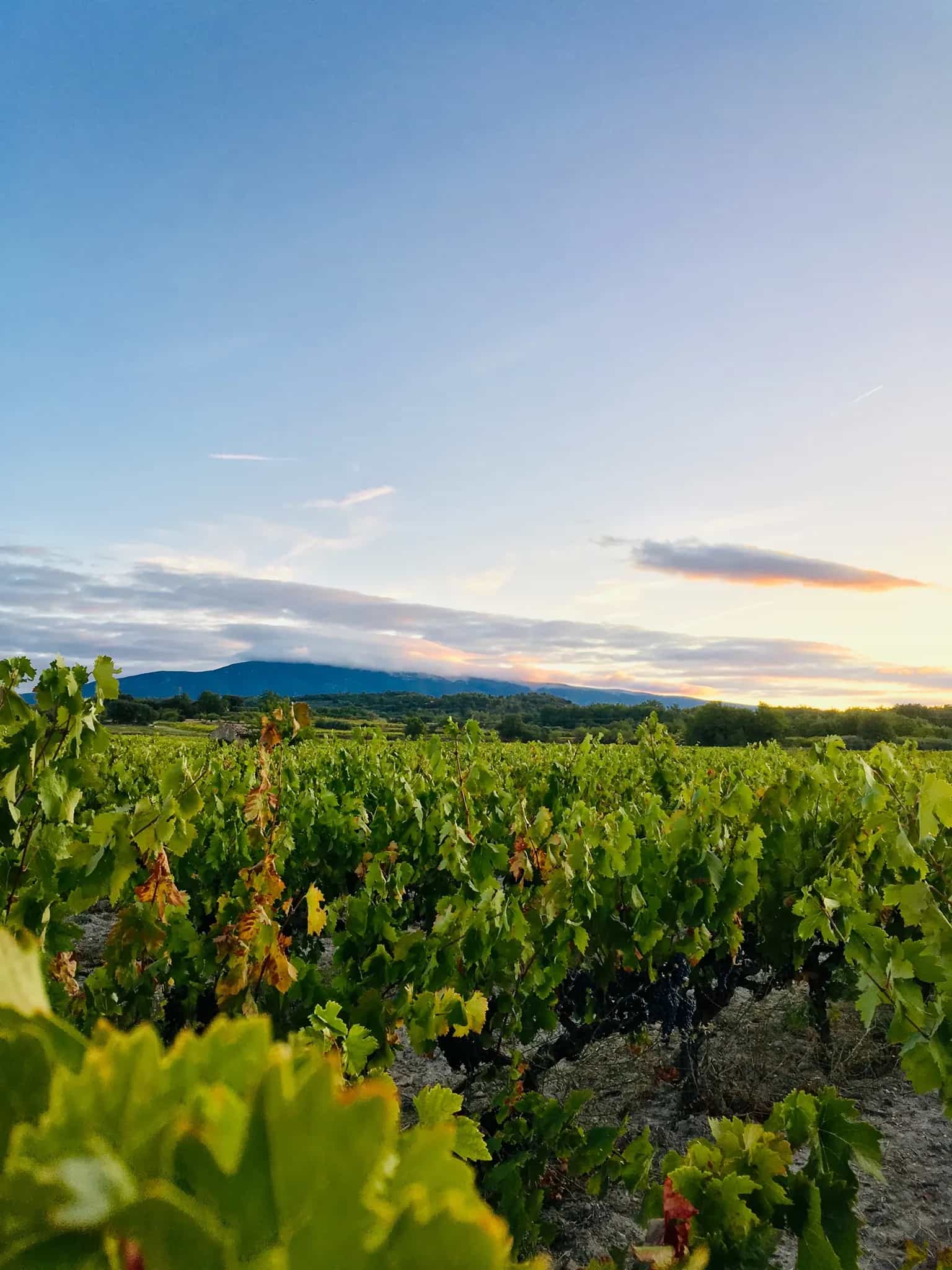 wineSpec