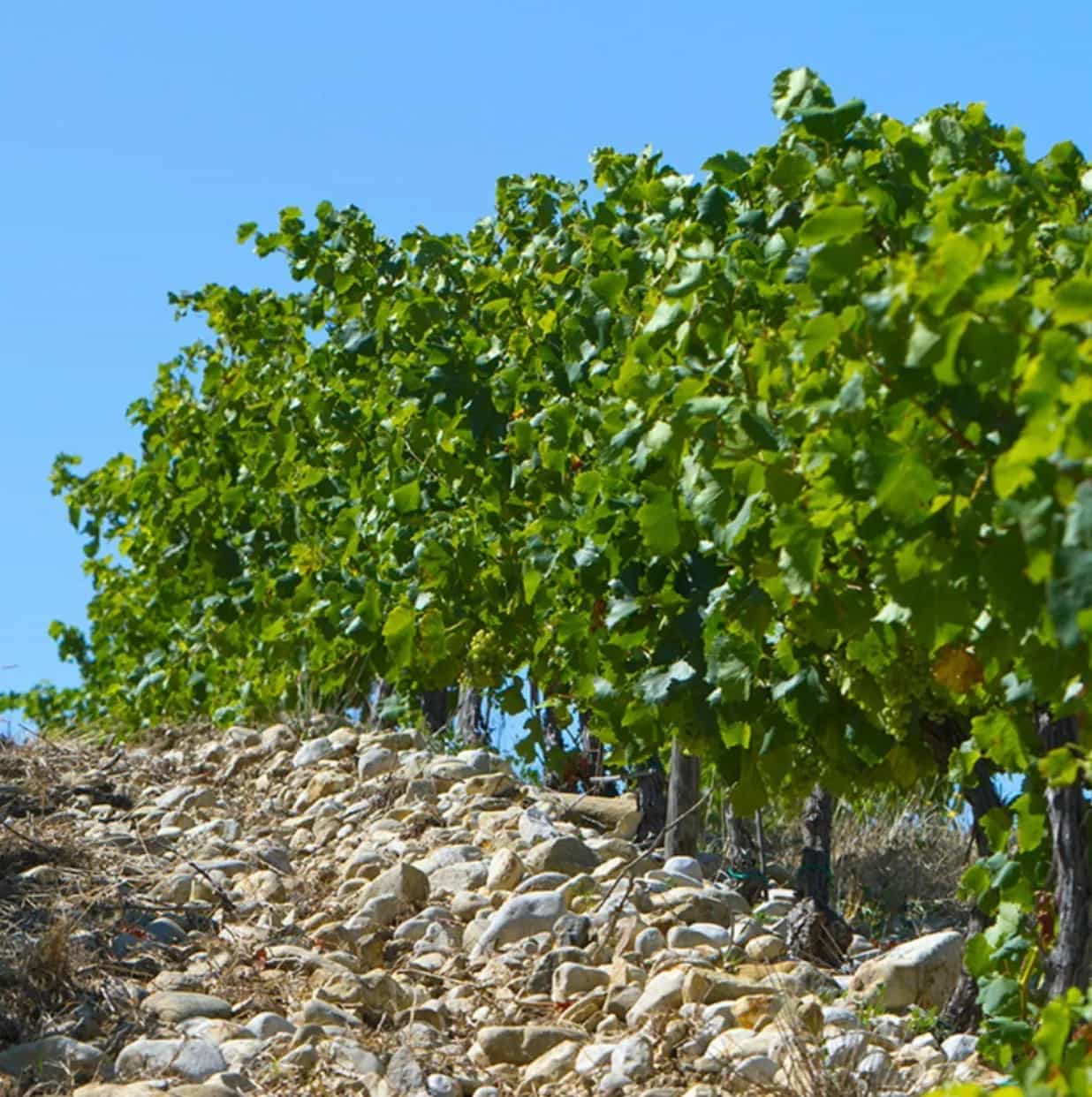wineSpec