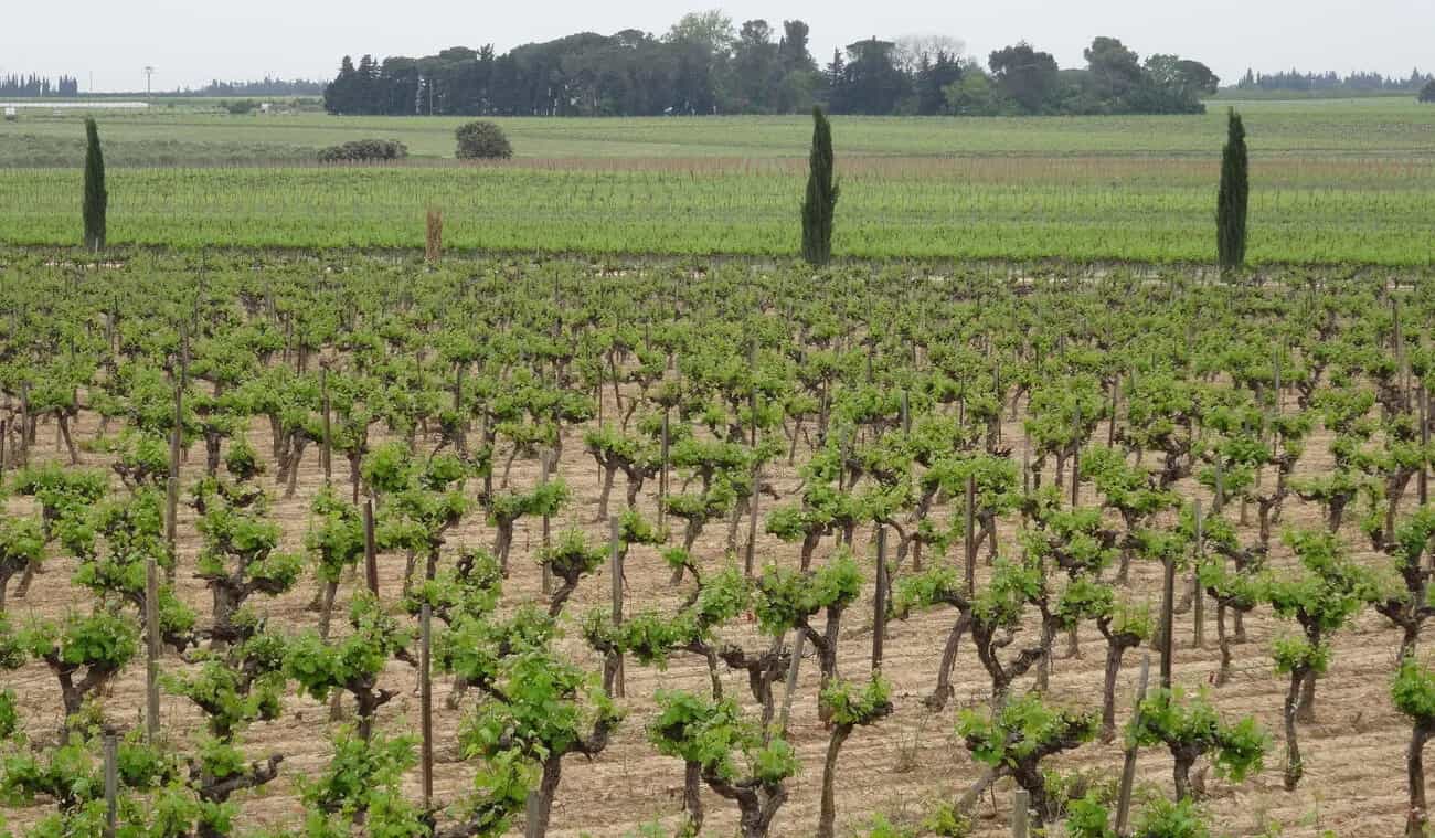 wineSpec