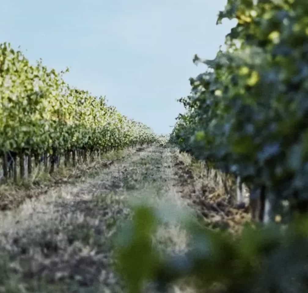wineSpec