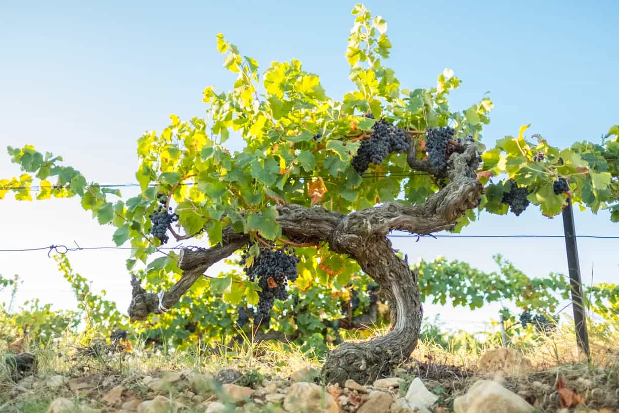 wineSpec