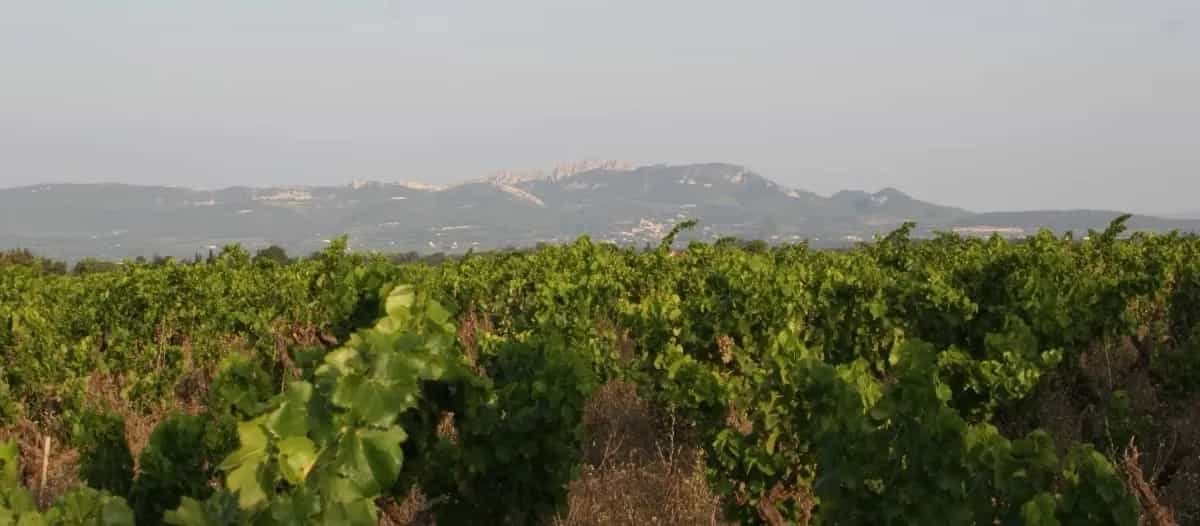 wineSpec