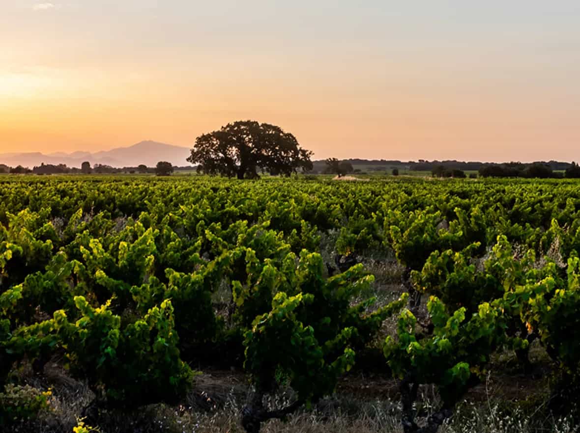 wineSpec