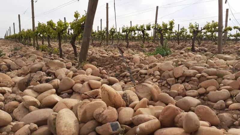 wineSpec