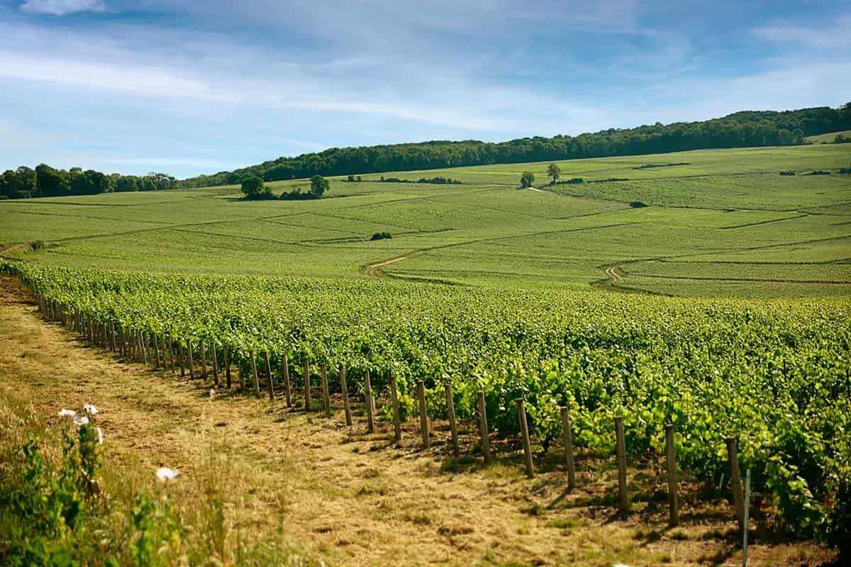 wineSpec