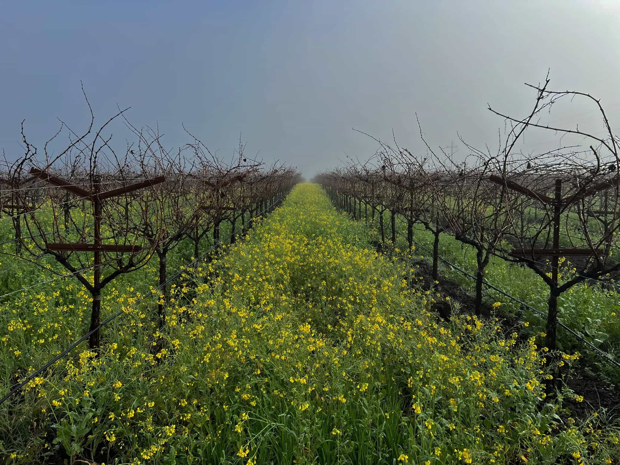 wineSpec