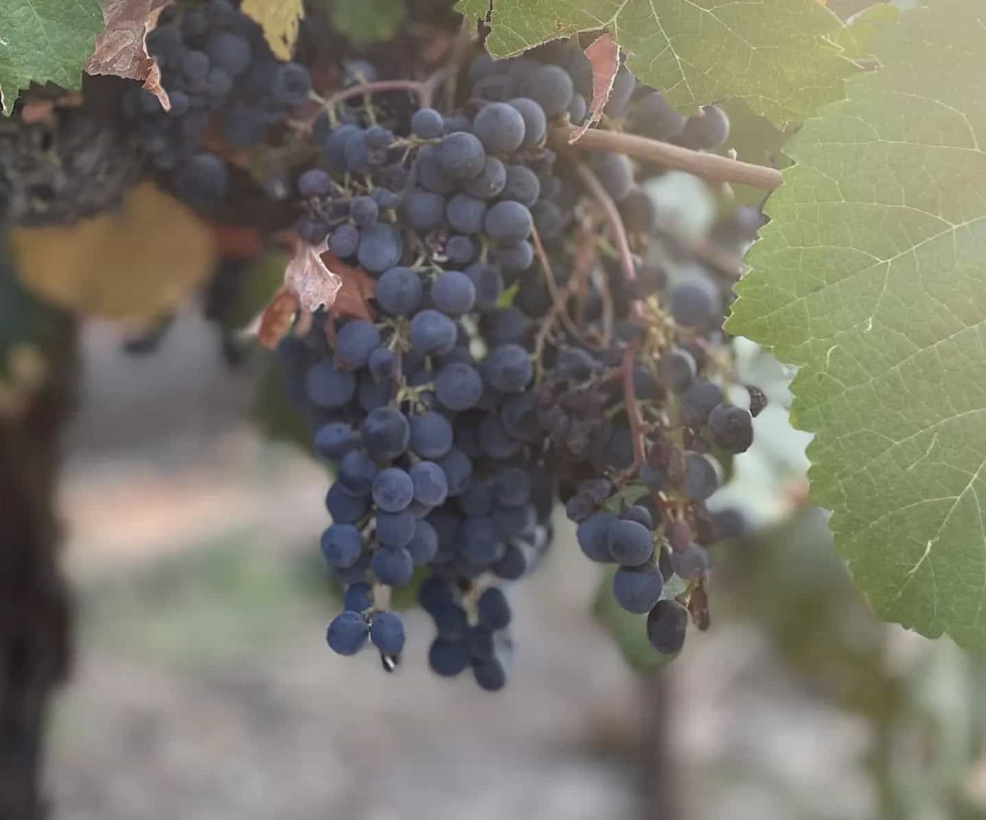wineSpec