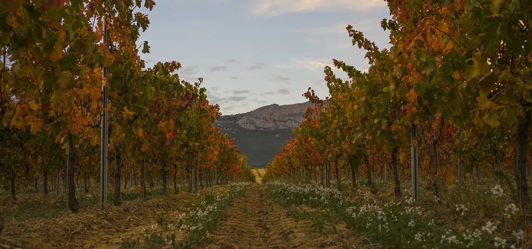 wineSpec