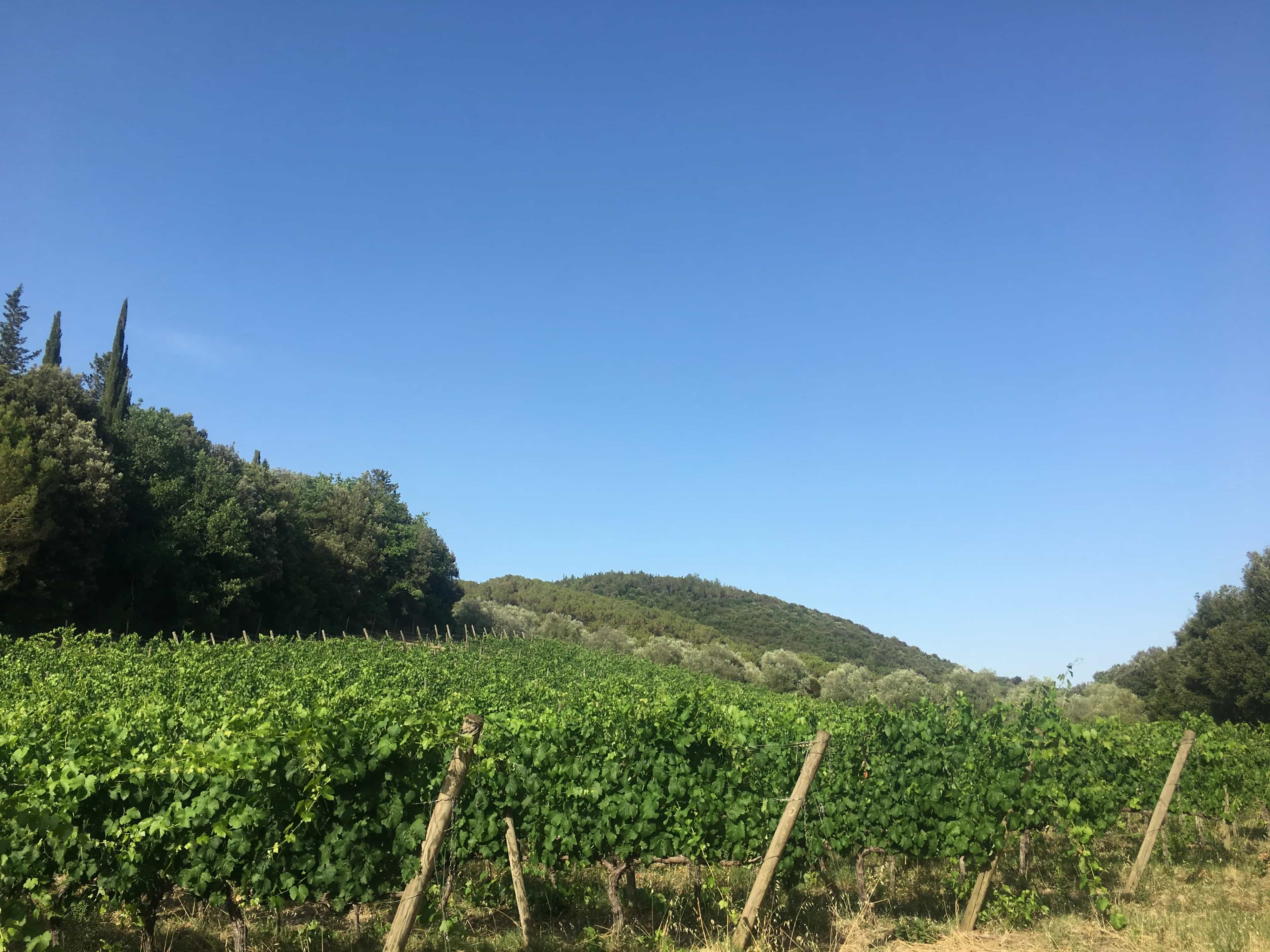 wineSpec