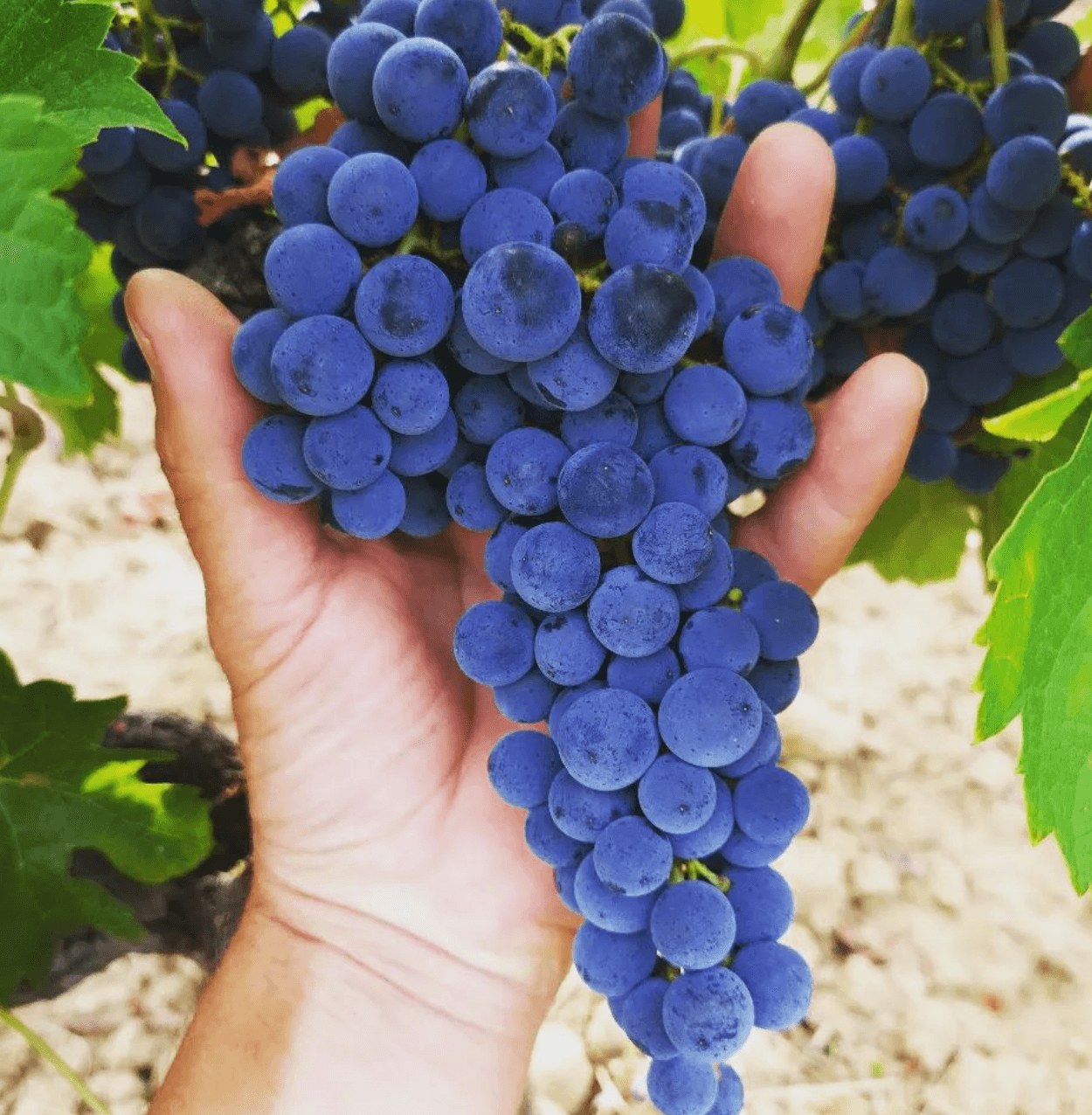 wineSpec