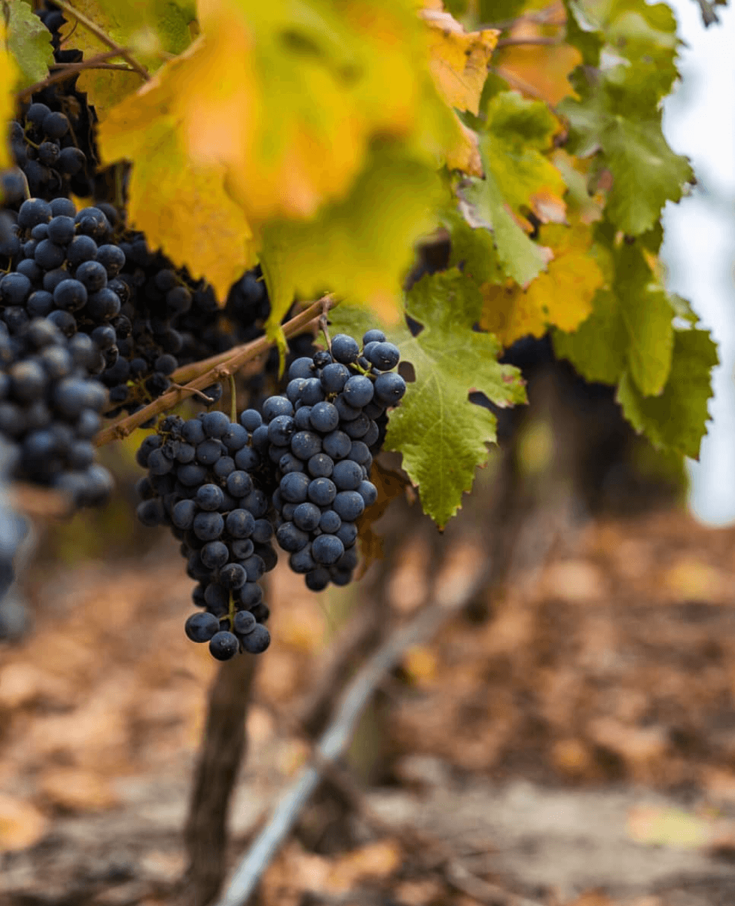 wineSpec