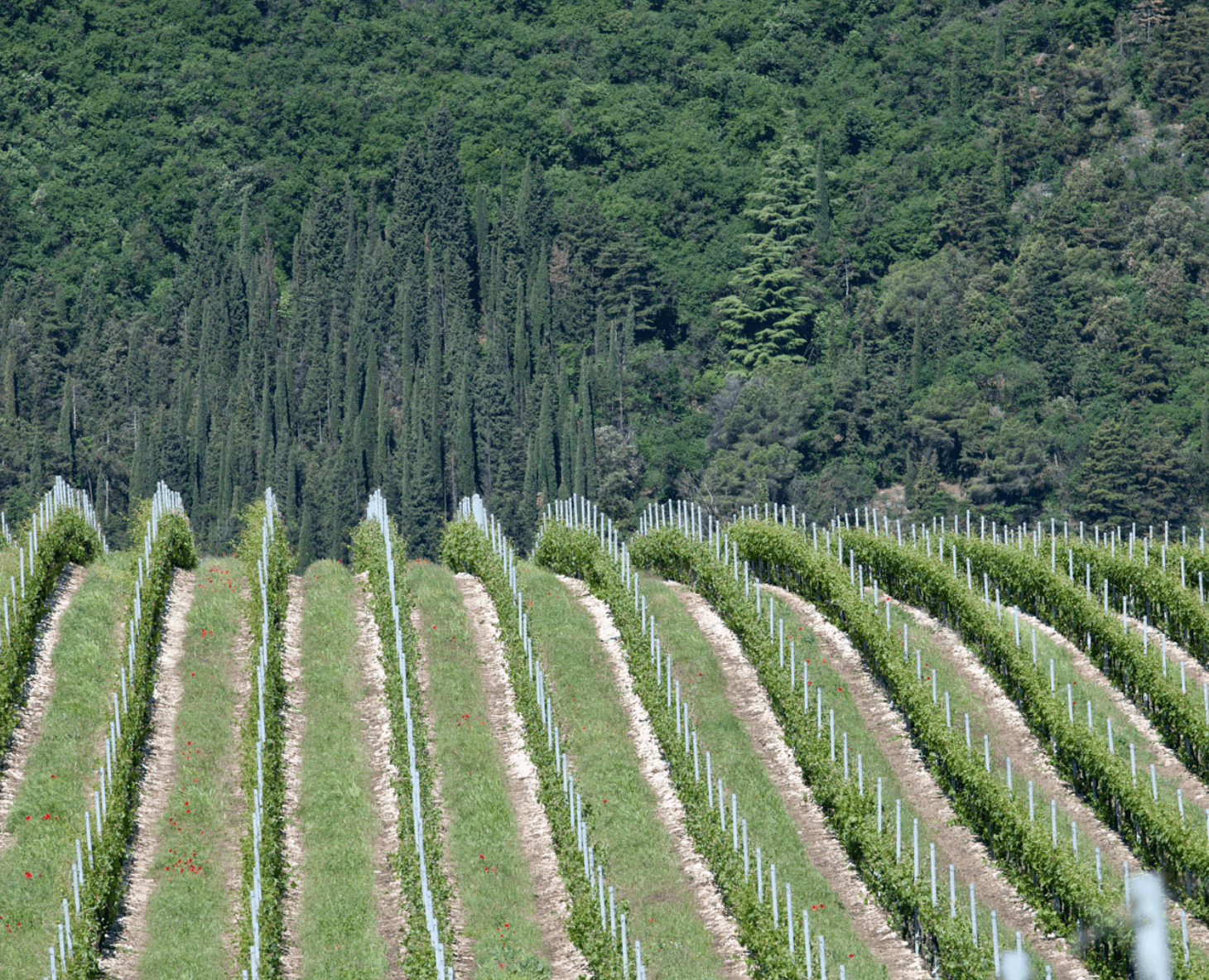 wineSpec