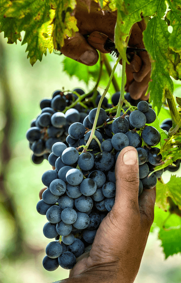wineSpec