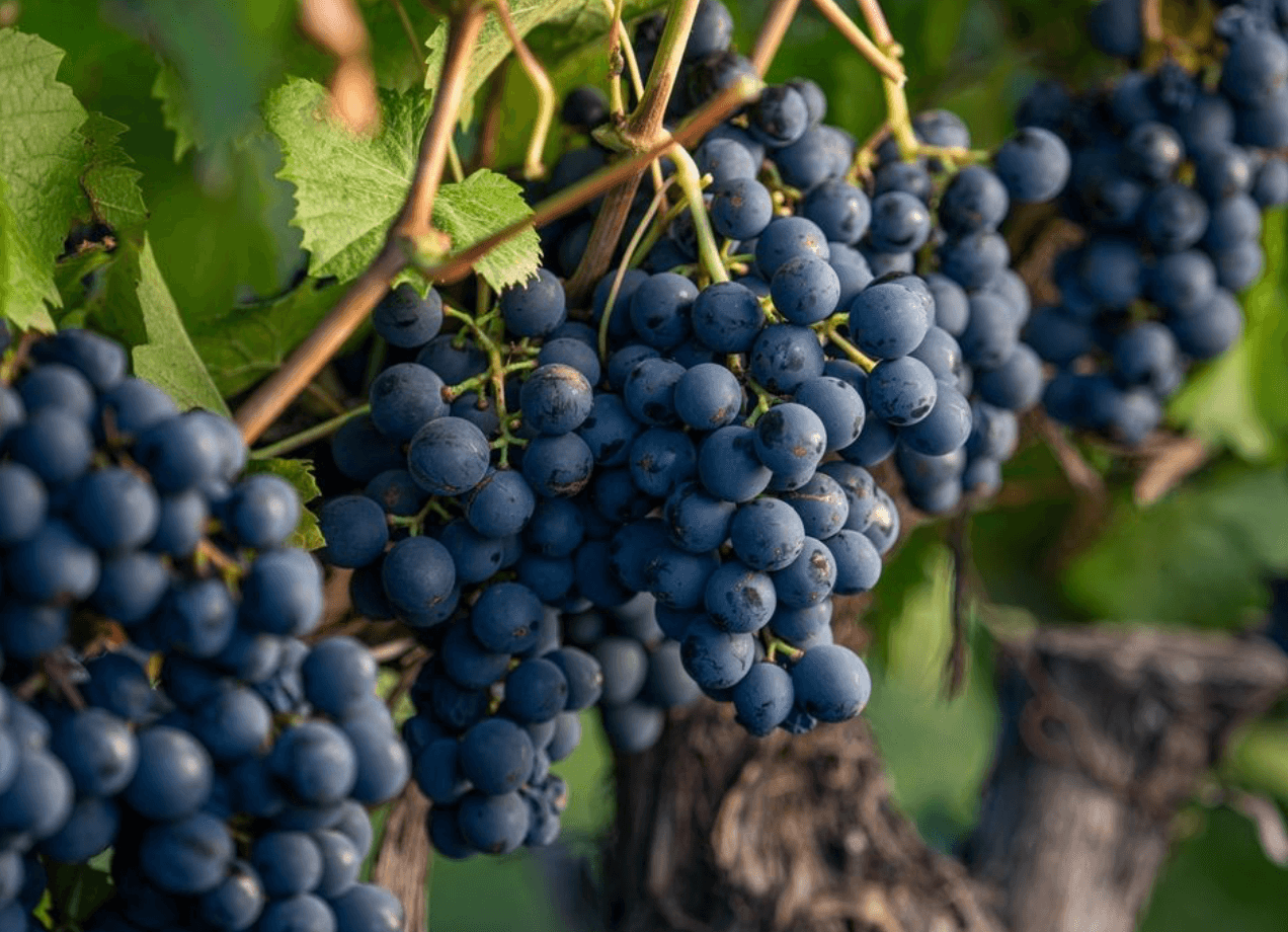 wineSpec