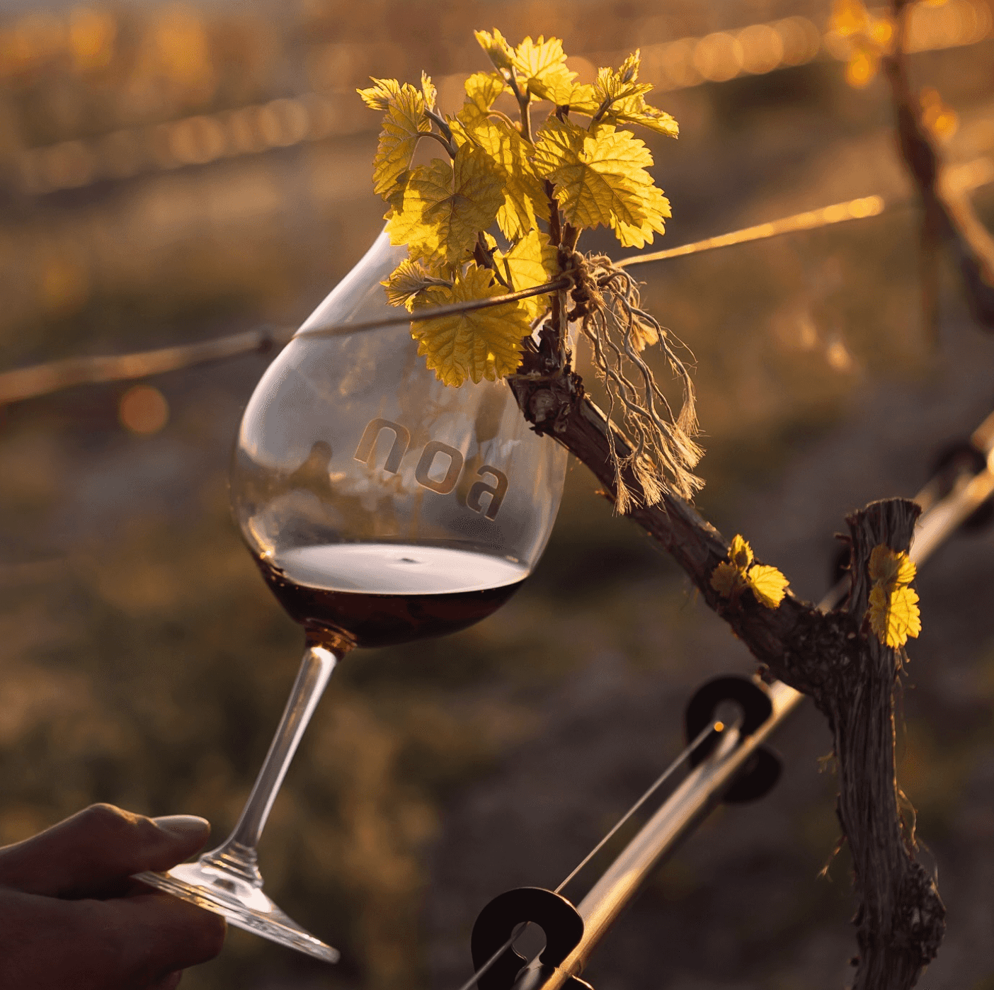 wineSpec