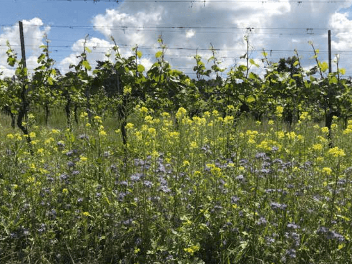 wineSpec