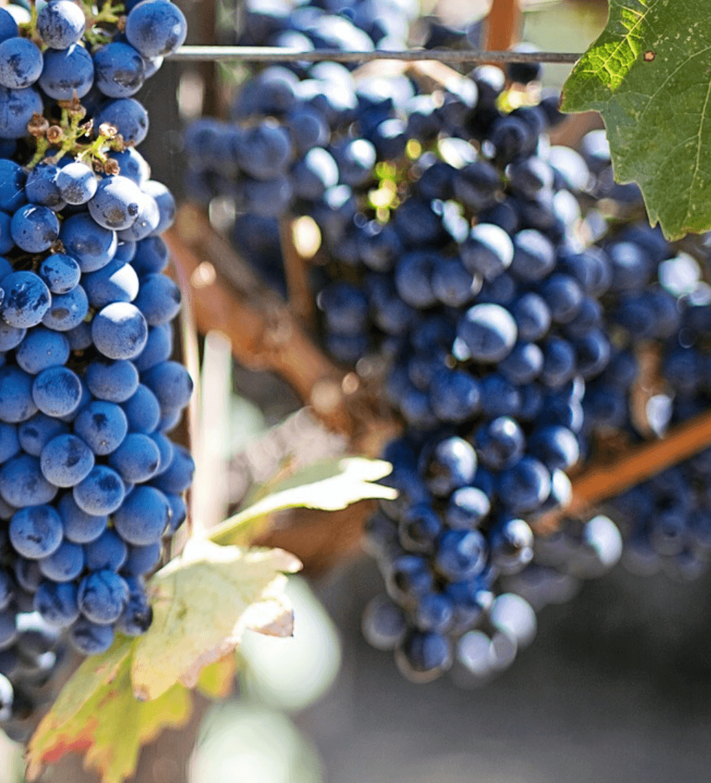 wineSpec