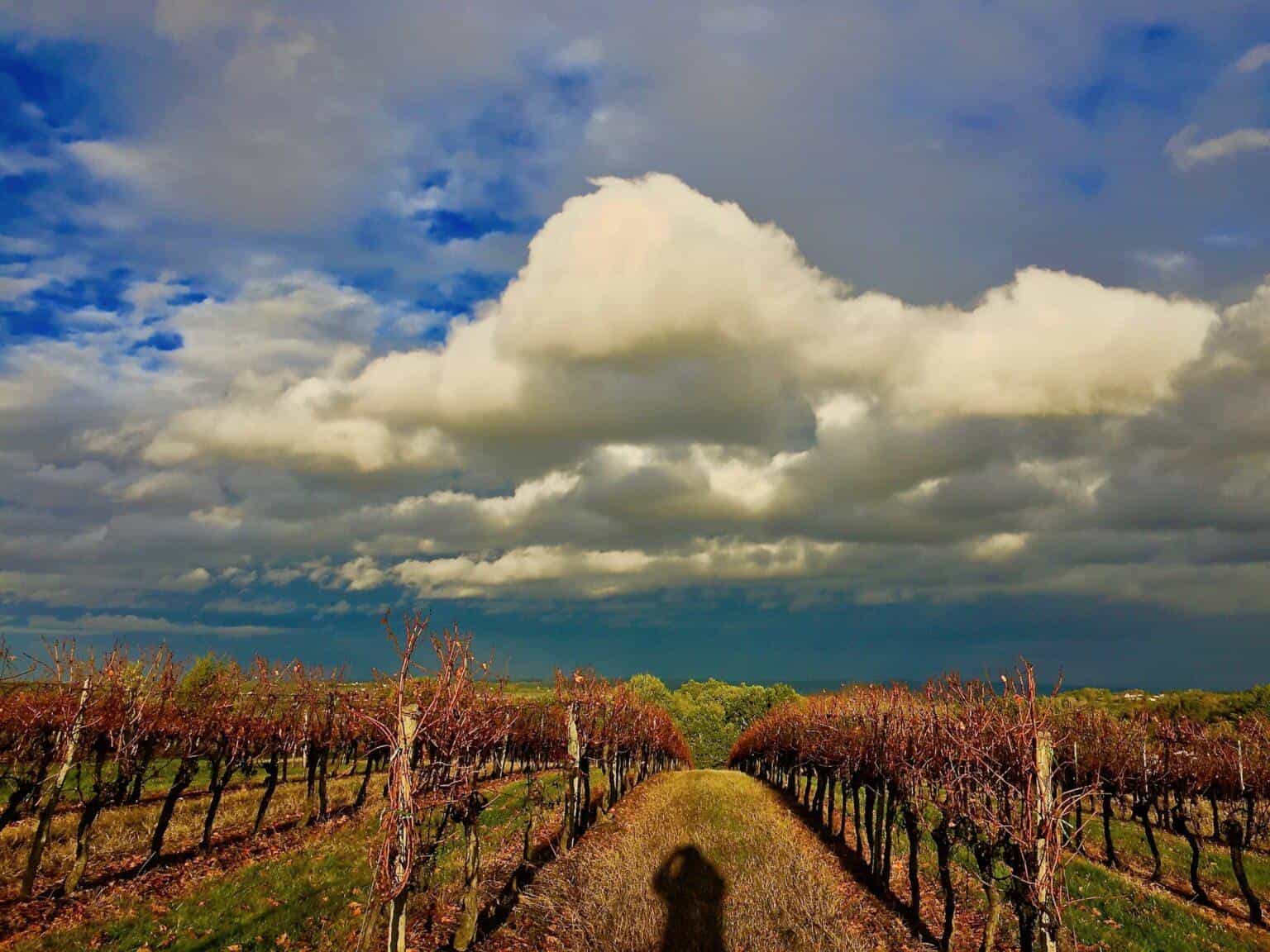 wineSpec