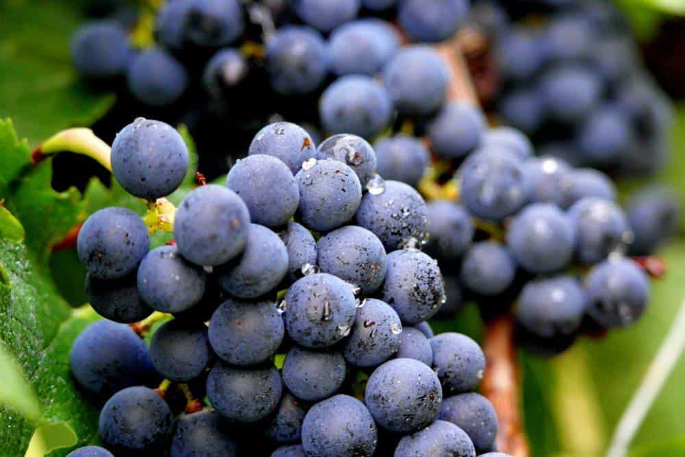 wineSpec