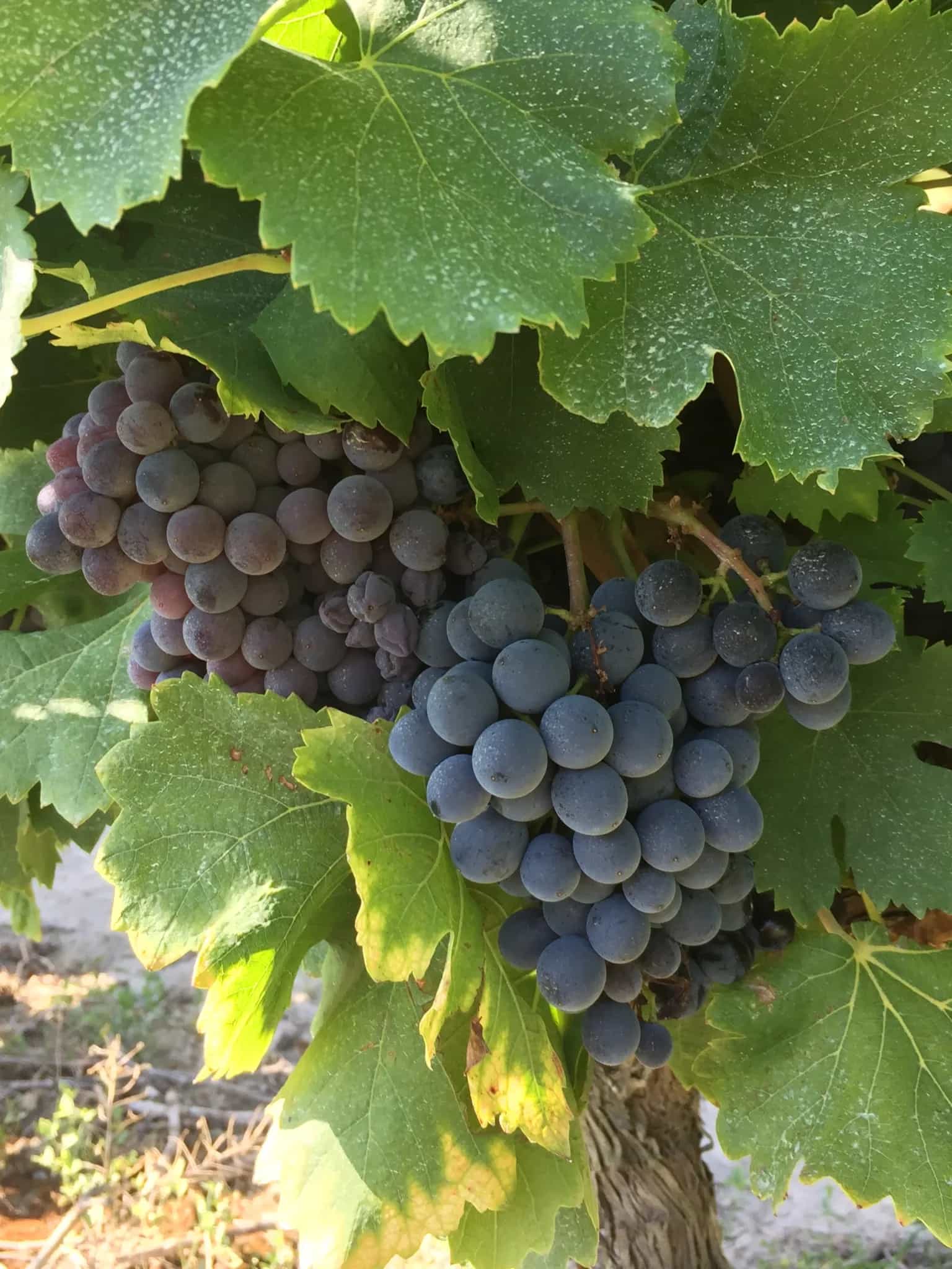 wineSpec