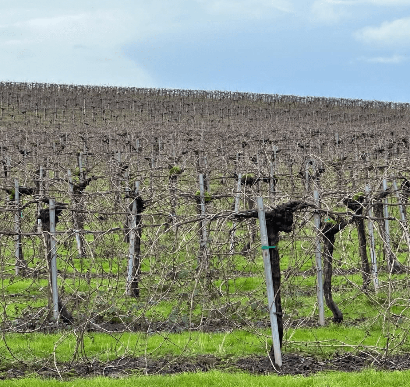 wineSpec