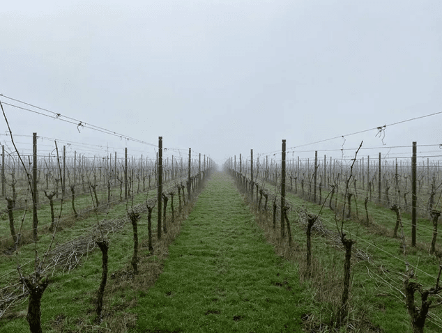 wineSpec